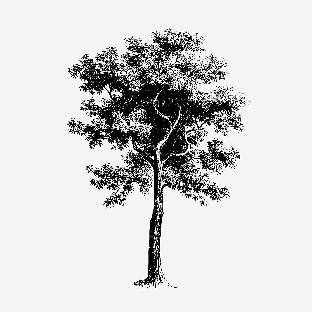 Vintage tree, botanical, nature illustration. Free public domain CC0 graphic