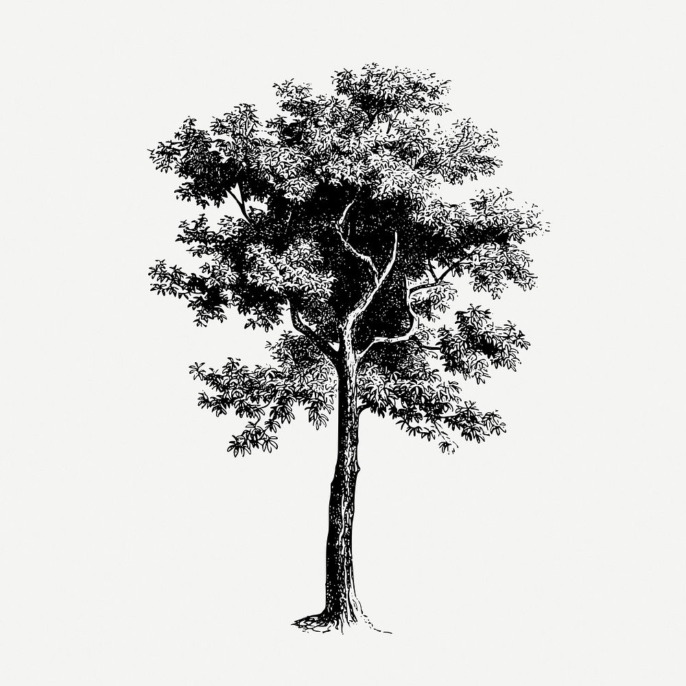 Vintage tree, botanical, nature illustration psd. Free public domain CC0 graphic