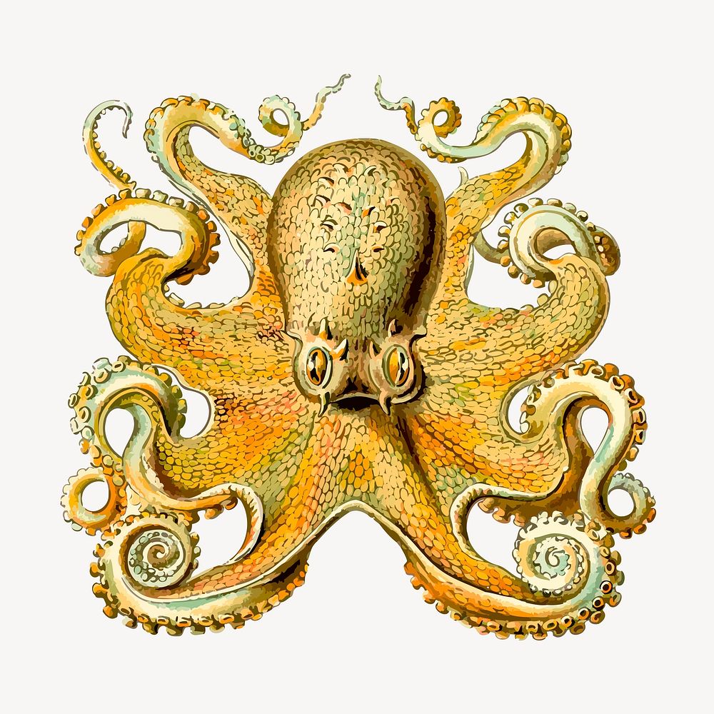 Vintage yellow octopus, animal clipart vector. Free public domain CC0 graphic