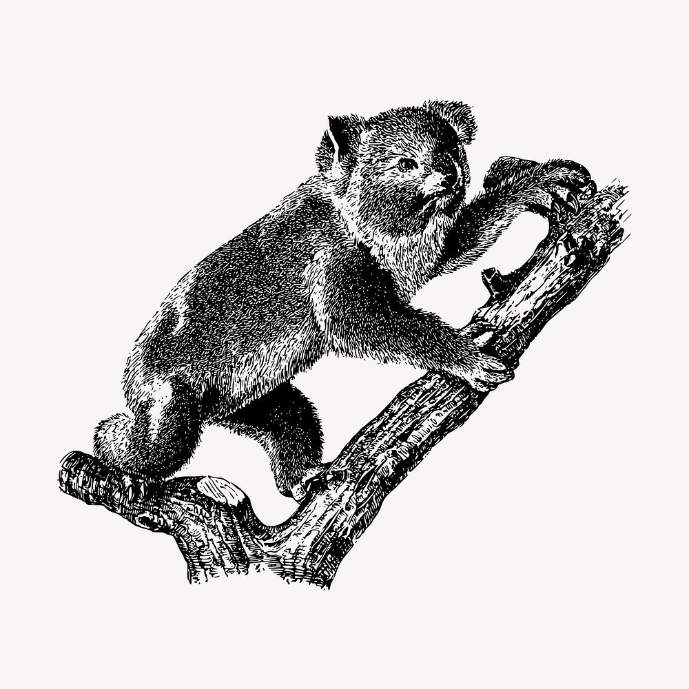Koala, wild life clipart vector. Free public domain CC0 graphic