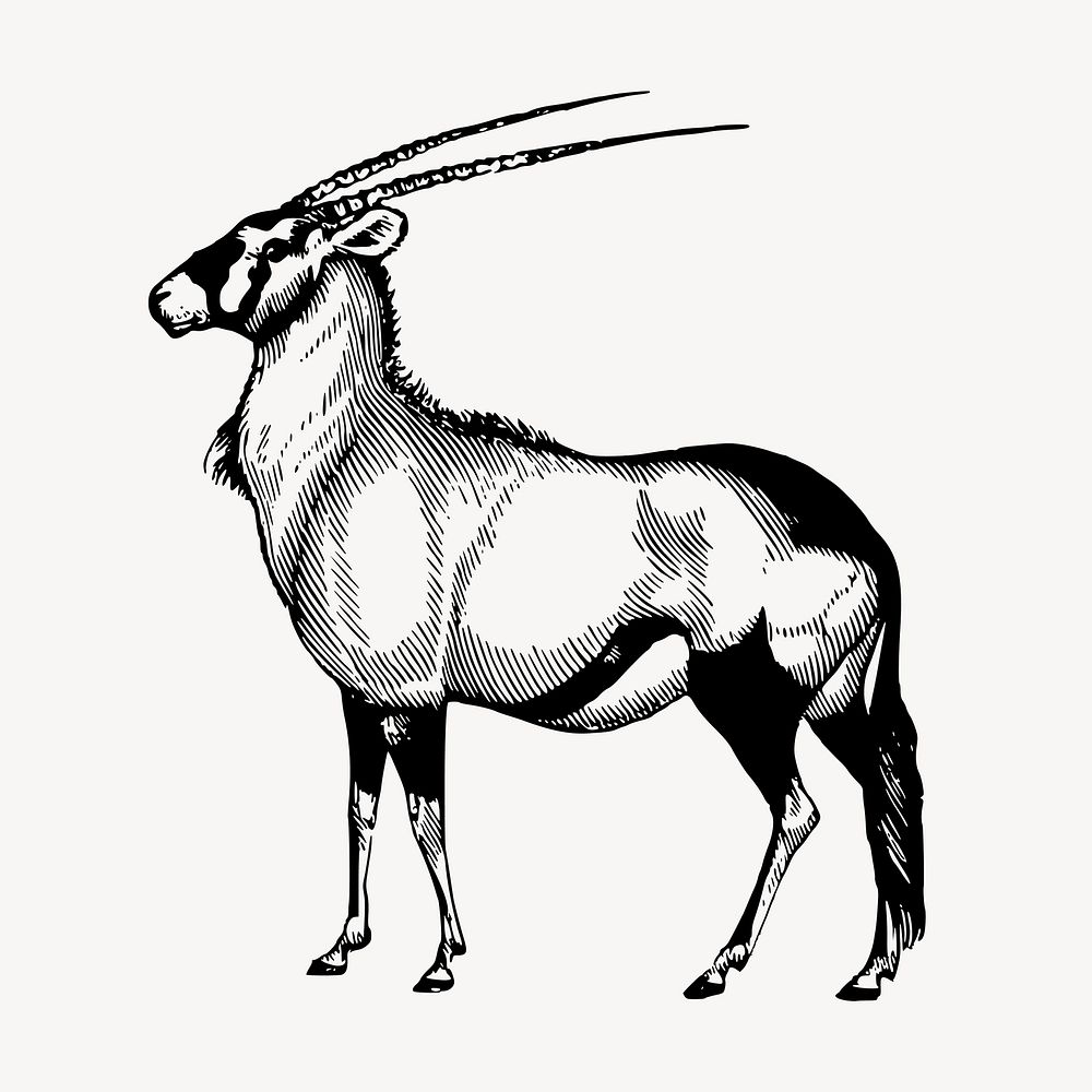 Oryx, wild animal illustration vector. Free public domain CC0 graphic