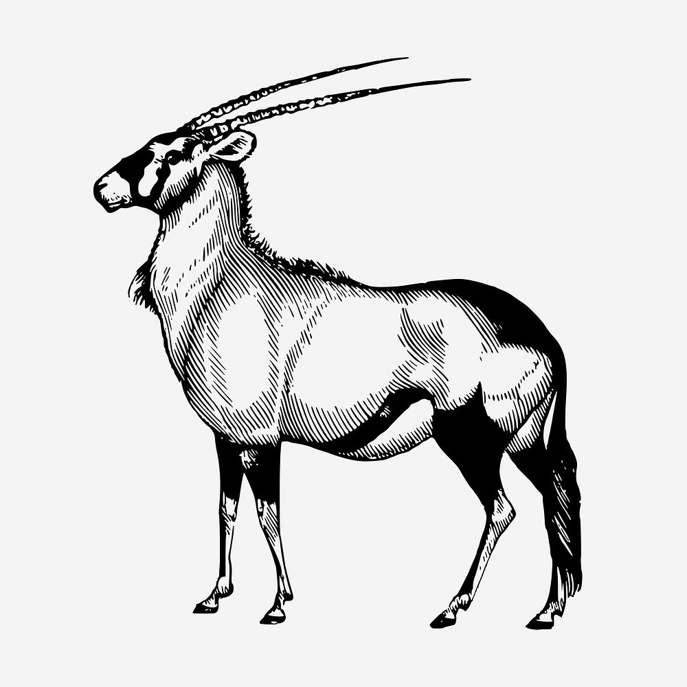 Vintage oryx, wild animal illustration. Free public domain CC0 graphic