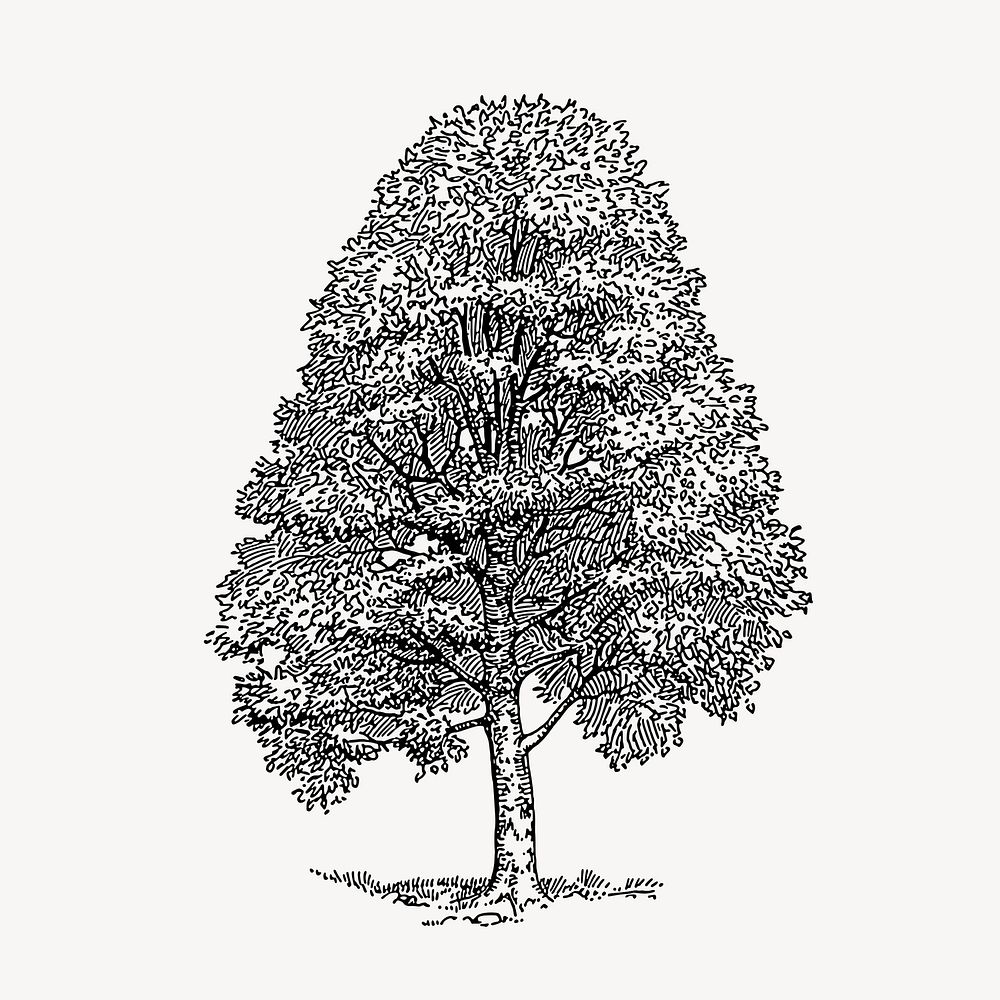 Beech tree, vintage botanical illustration vector. Free public domain CC0 graphic