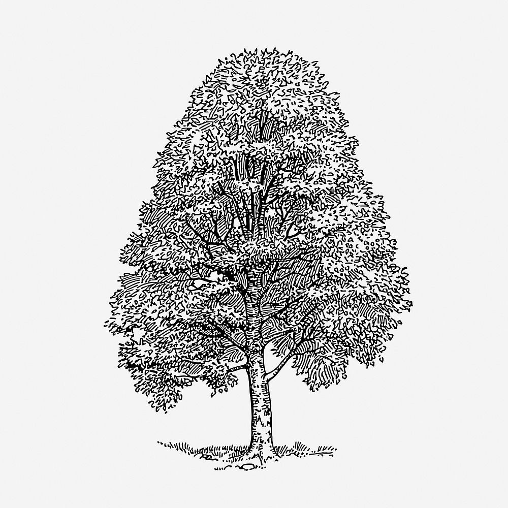 Beech tree, vintage botanical illustration. Free public domain CC0 graphic