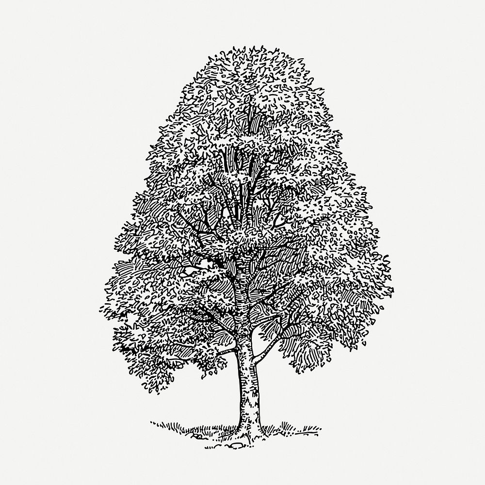 Beech tree, vintage botanical illustration psd. Free public domain CC0 graphic