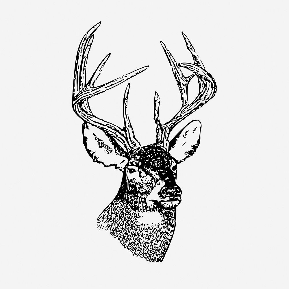 Whitetail deer head, vintage animal illustration. Free public domain CC0 graphic