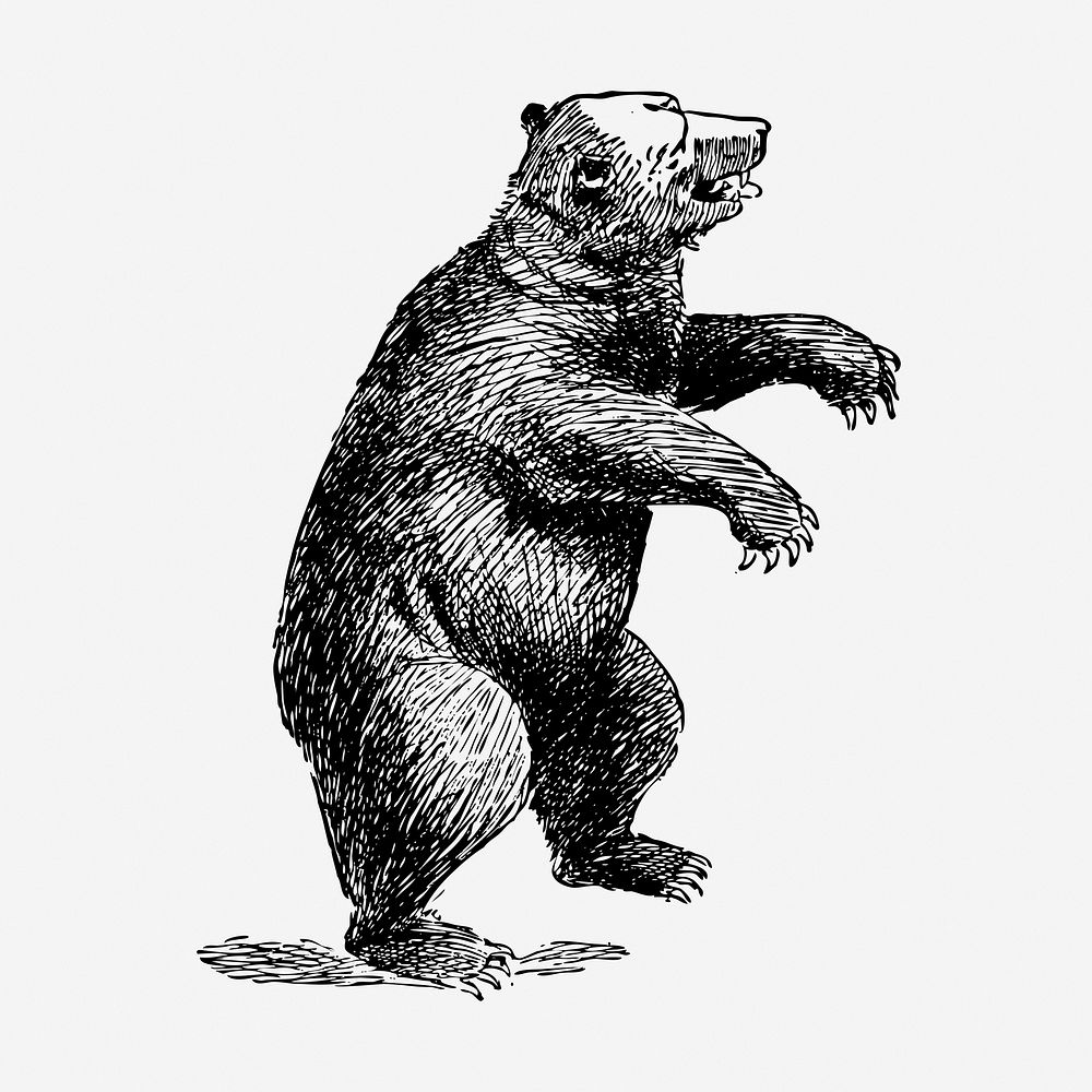 Bear, wild animal illustration. Free public domain CC0 graphic