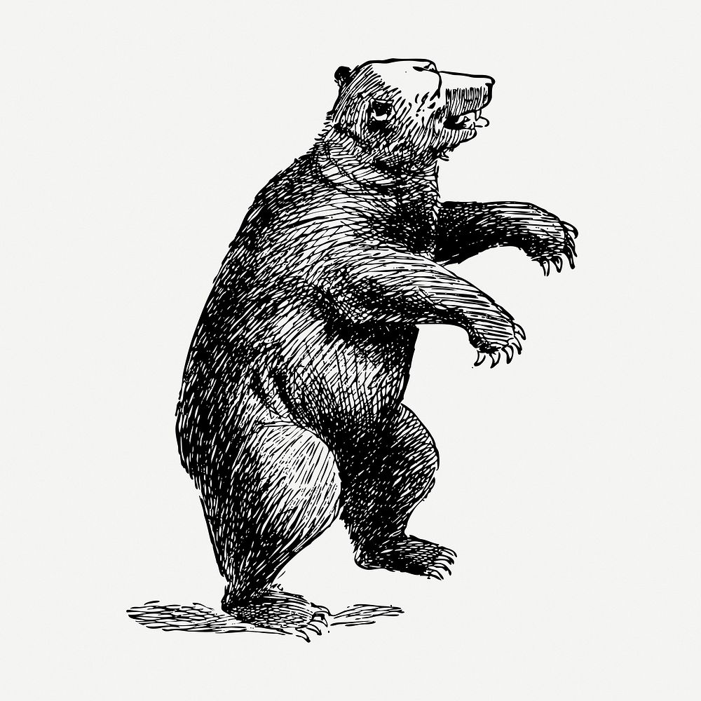 Vintage bear, wild animal illustration psd. Free public domain CC0 graphic