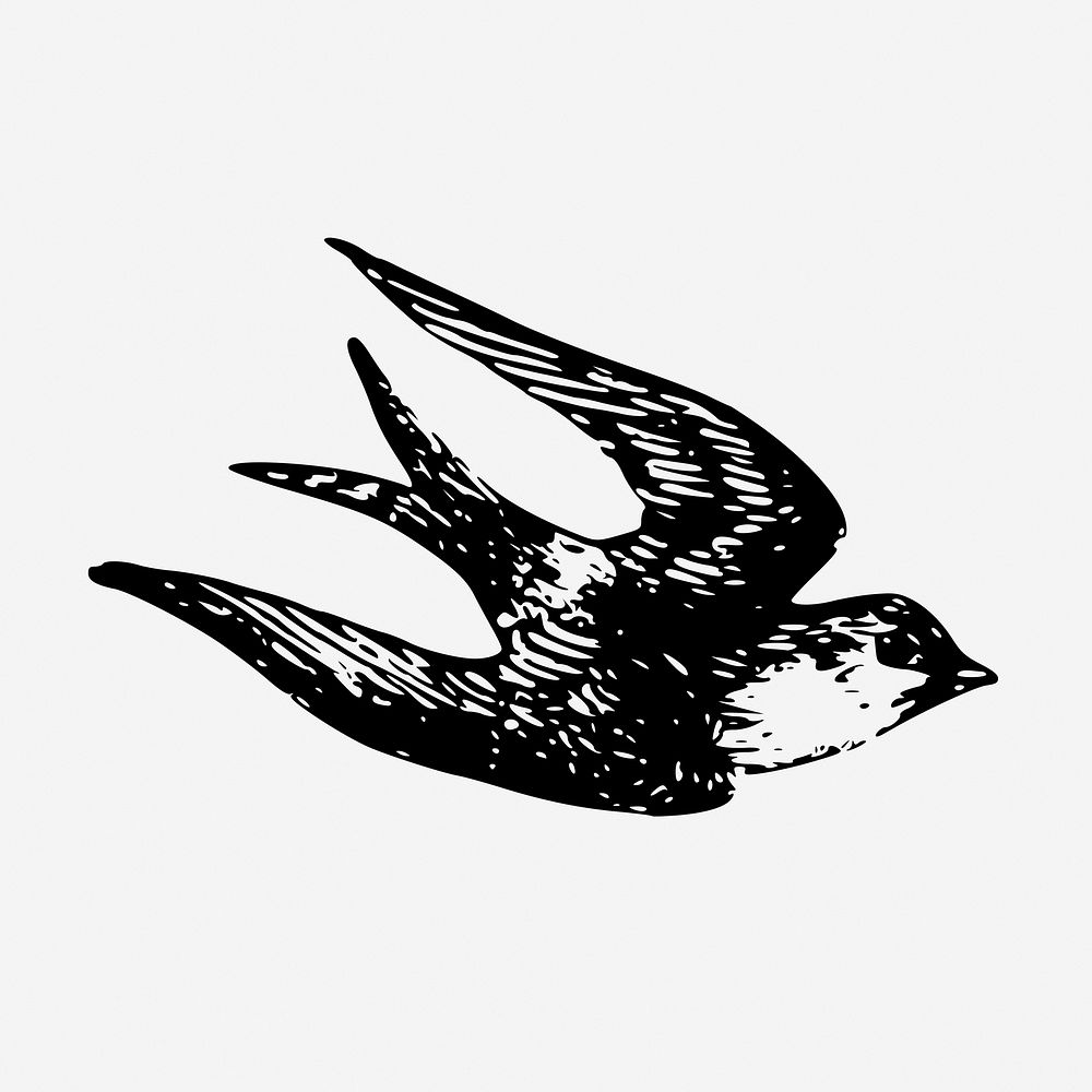 Vintage swallow bird, animal illustration. Free public domain CC0 graphic
