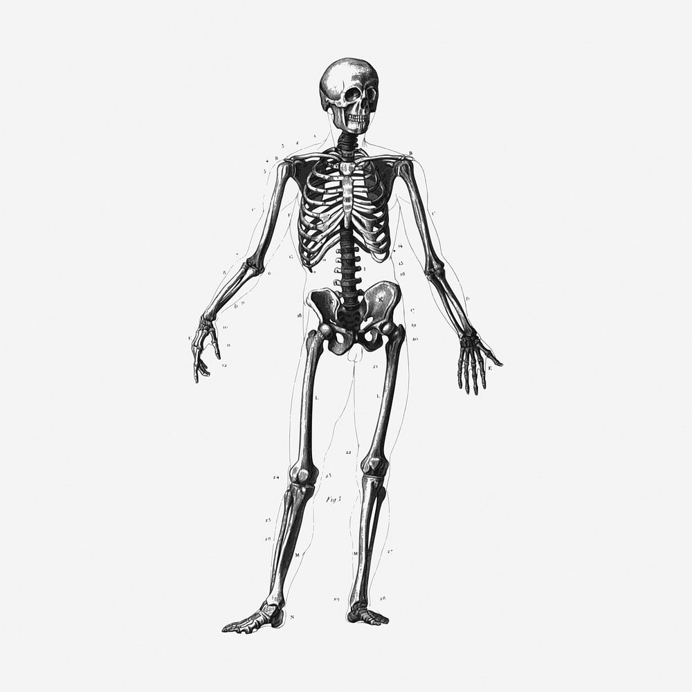 Skeleton, human anatomy, science illustration. Free public domain CC0 graphic