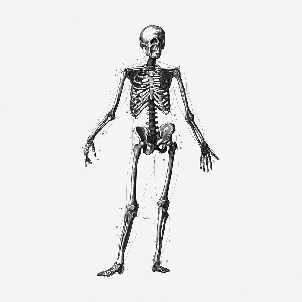 Skeleton clipart, human anatomy illustration psd. Free public domain CC0 graphic