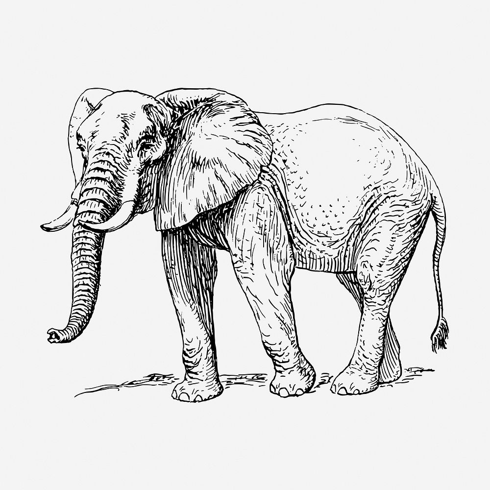 Elephant, wild animal hand drawn illustration. Free public domain CC0 image.