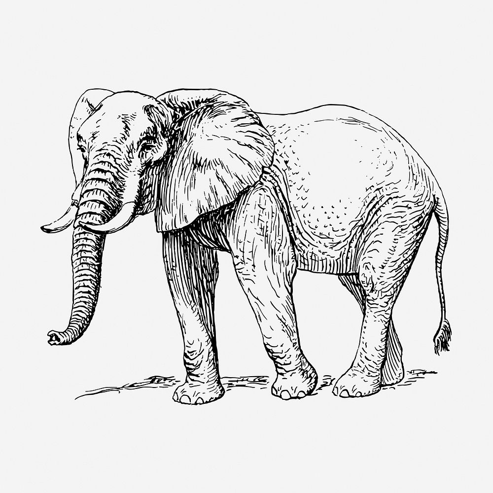 Elephant, wild animal hand drawn illustration. 