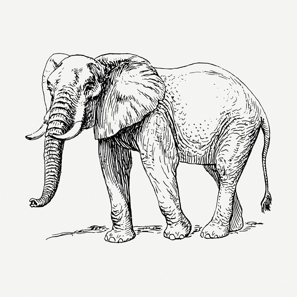 Elephant, wild animal collage element, vintage drawing illustration psd. Free public domain CC0 image.