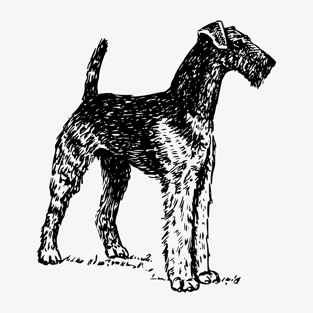 Airedale Terrier dog drawing clipart, vintage drawing illustration vector. Free public domain CC0 image.