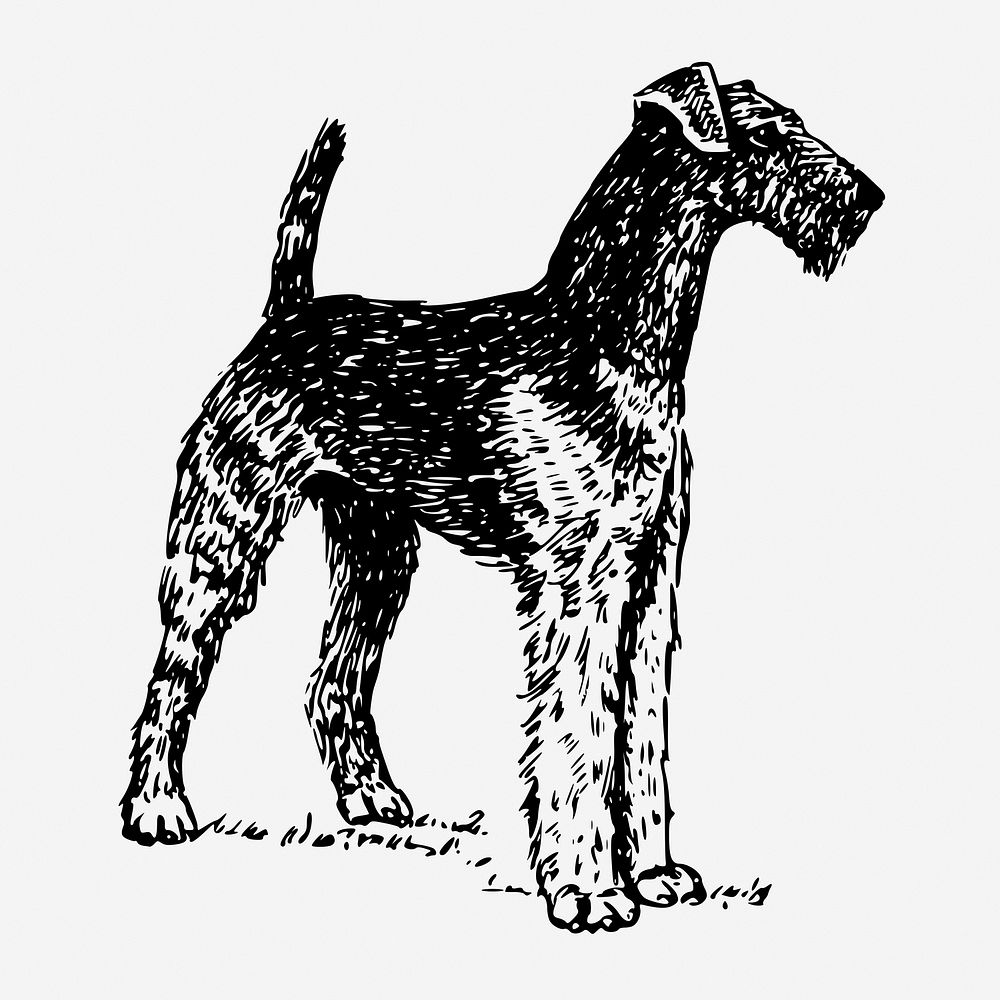 Airedale Terrier dog hand drawn illustration. Free public domain CC0 image.