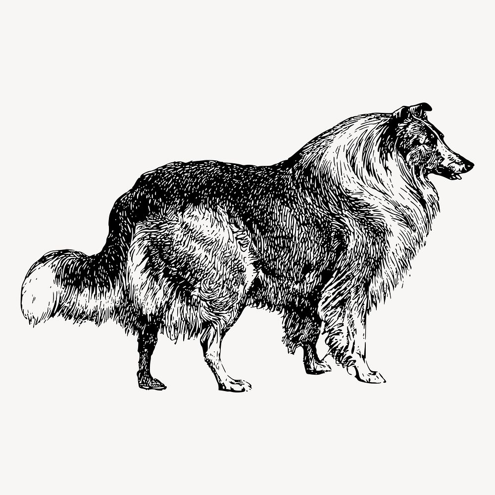 Collie dog drawing  clipart, vintage illustration vector. Free public domain CC0 image.
