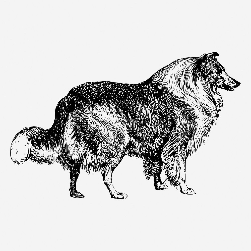 Collie dog hand drawn illustration. Free public domain CC0 image.