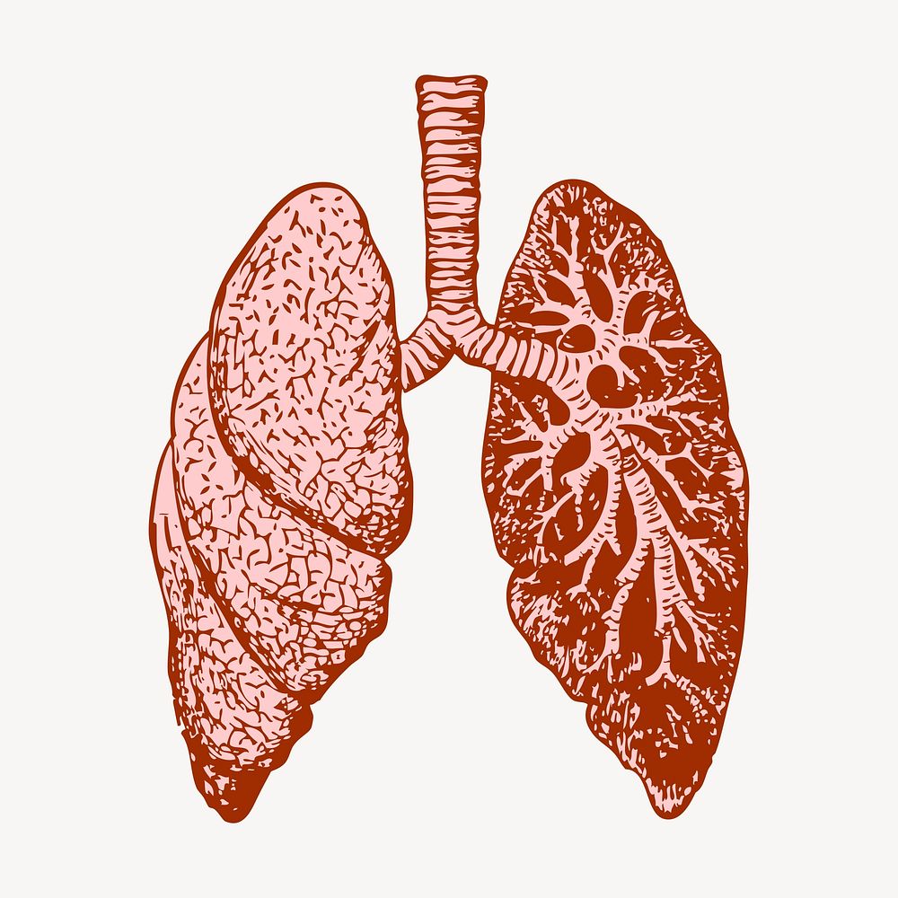 Lungs, anatomy clipart, vintage illustration vector. Free public domain CC0 image.