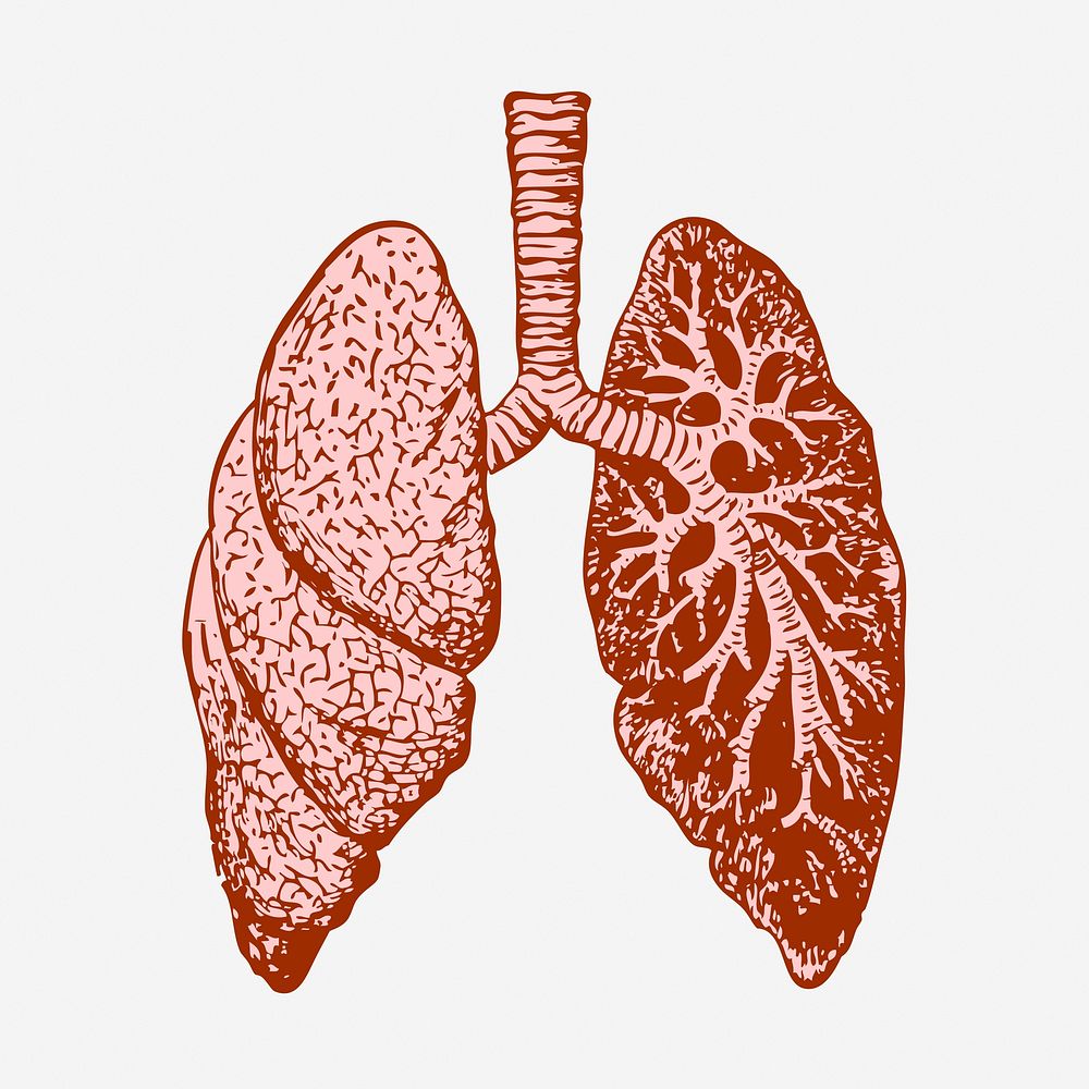 Lungs, anatomy hand drawn illustration. Free public domain CC0 image.