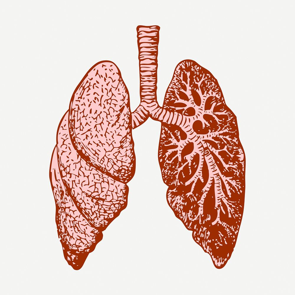Lungs, anatomy collage element, vintage illustration psd. Free public domain CC0 image.