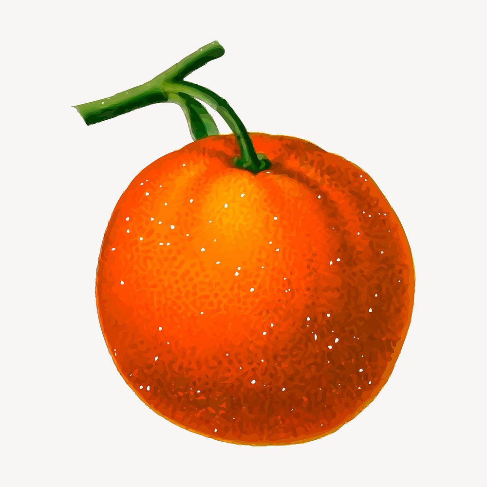 Tangerine fruit clipart, vintage illustration vector. Free public domain CC0 image.