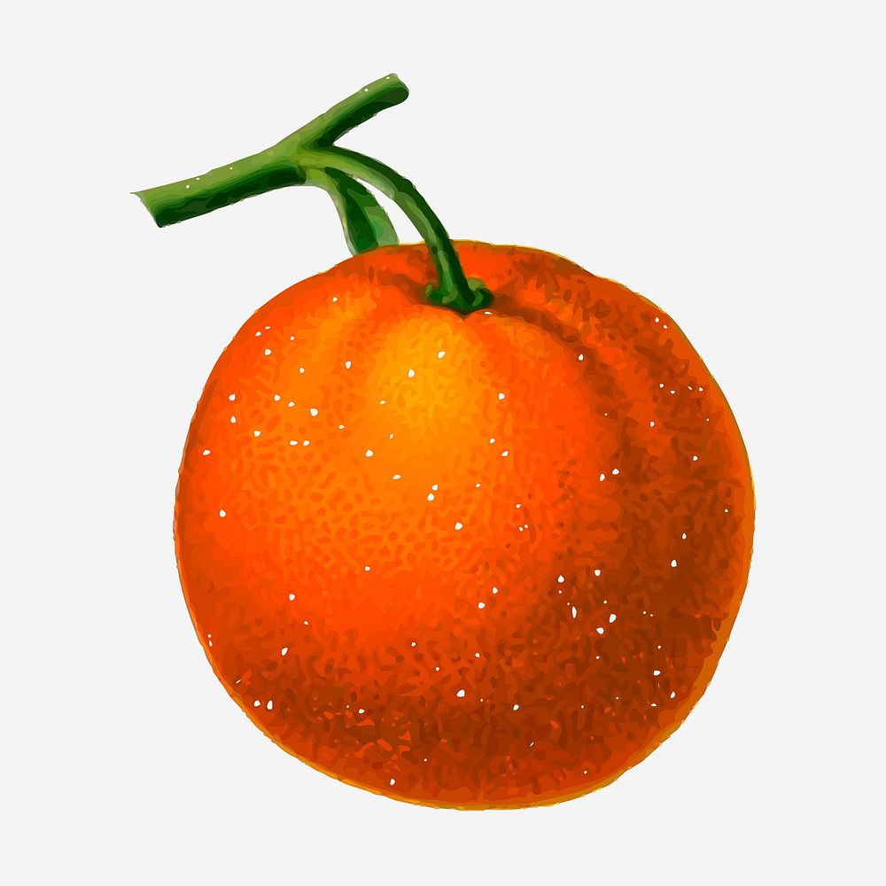 Tangerine fruit hand drawn illustration. Free public domain CC0 image.