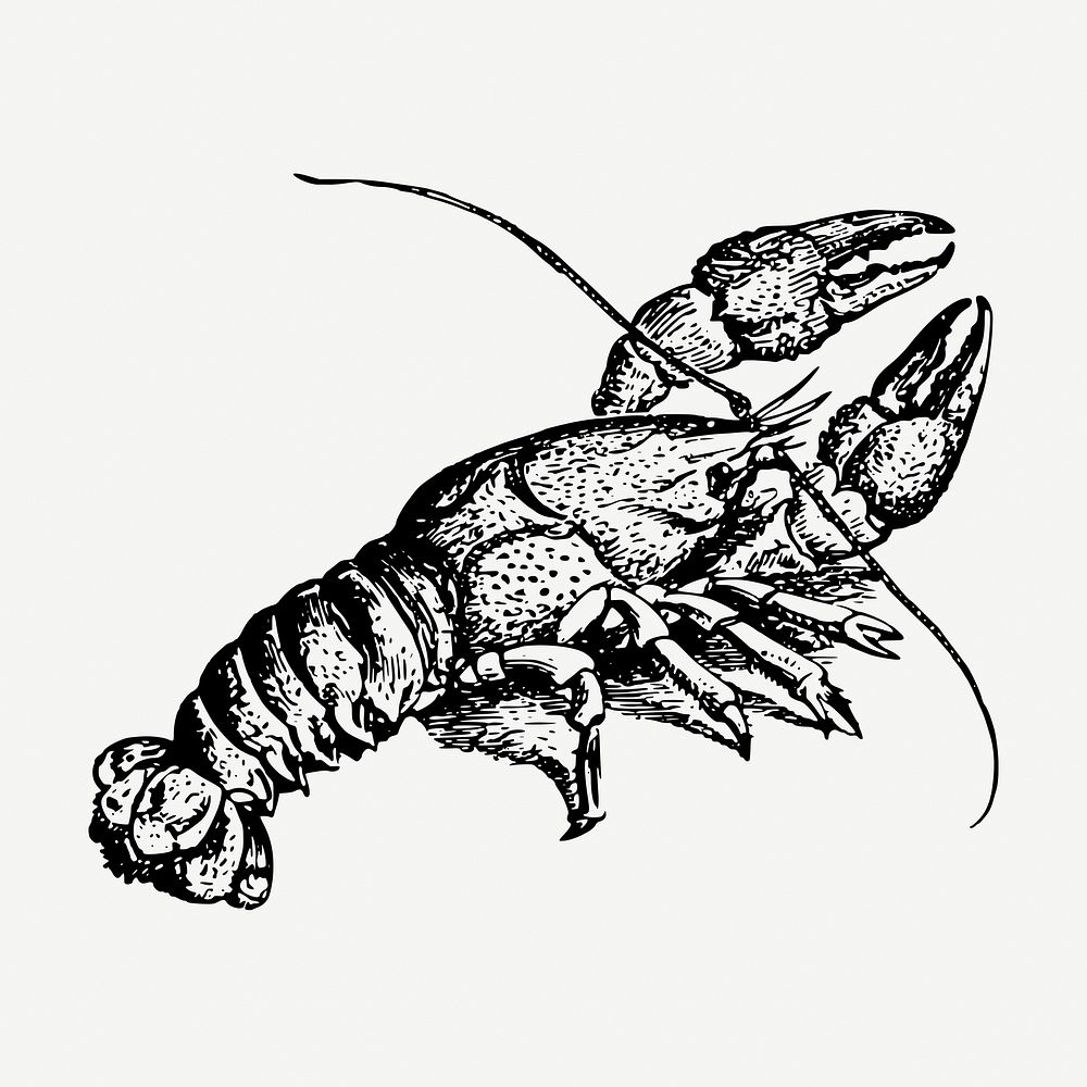 Sweetwater crayfish collage element, vintage illustration psd. Free public domain CC0 image.