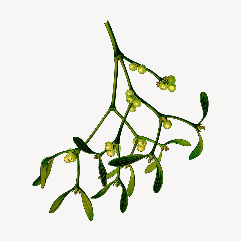 Mistletoe branch clipart, vintage illustration vector. Free public domain CC0 image.