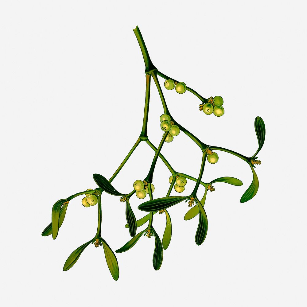 Mistletoe branch hand drawn illustration. Free public domain CC0 image.