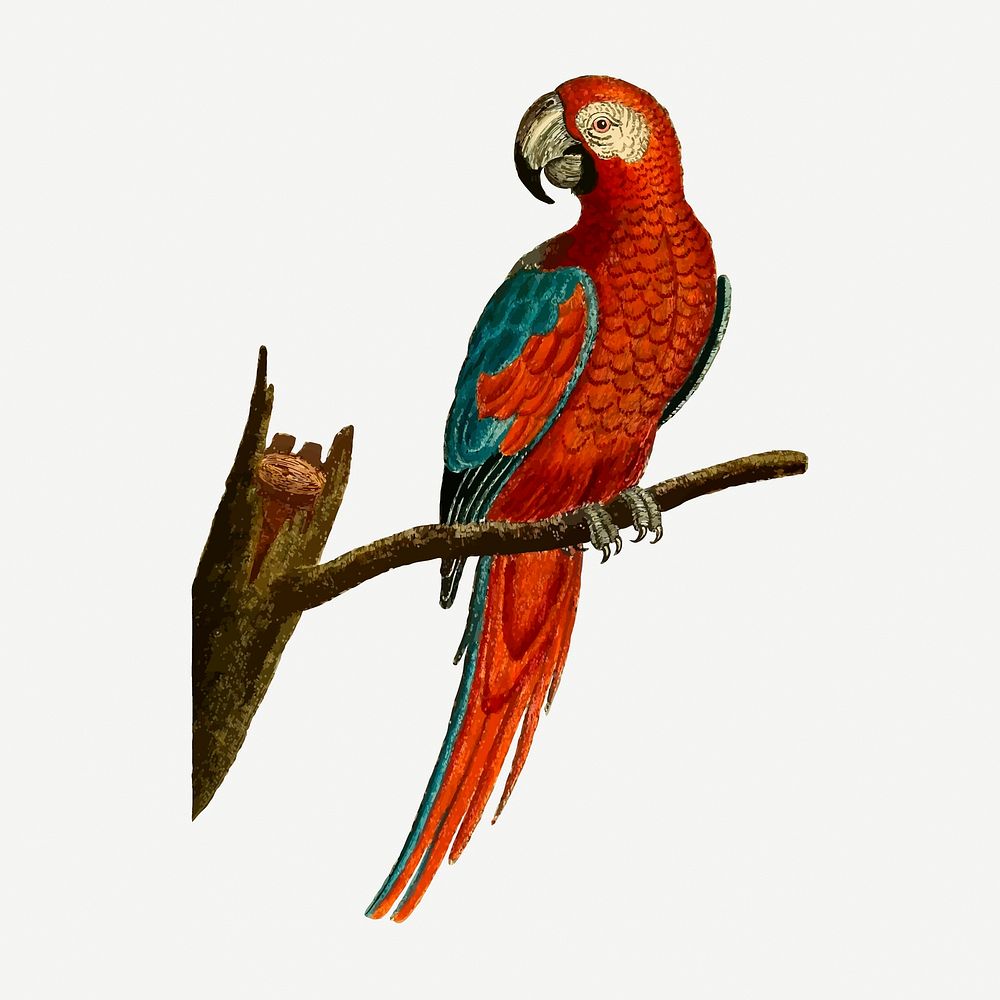 Parrot bird collage element, vintage illustration psd. Free public domain CC0 image.