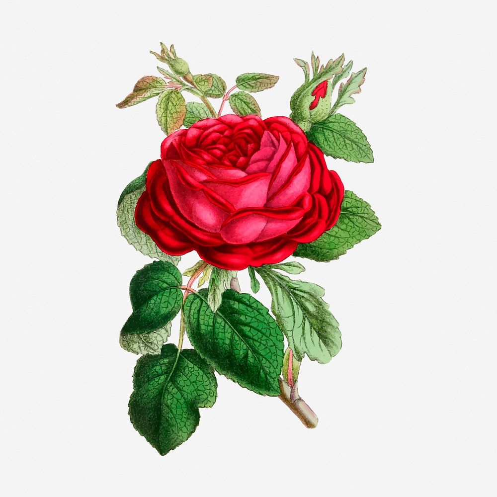 Garden rose hand drawn illustration. Free public domain CC0 image.