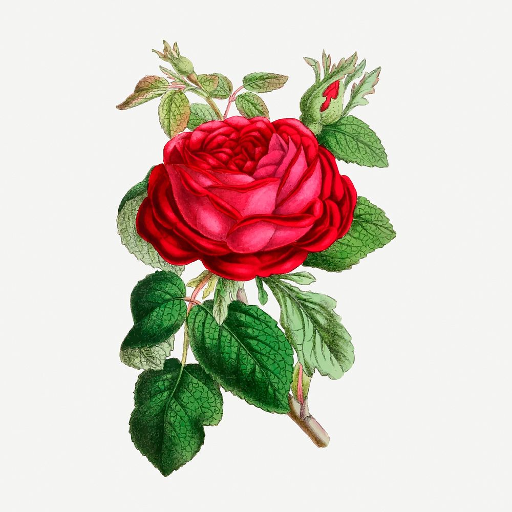 Garden rose collage element, vintage illustration psd. Free public domain CC0 image.