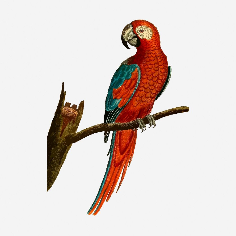 Parrot bird hand drawn illustration. Free public domain CC0 image.