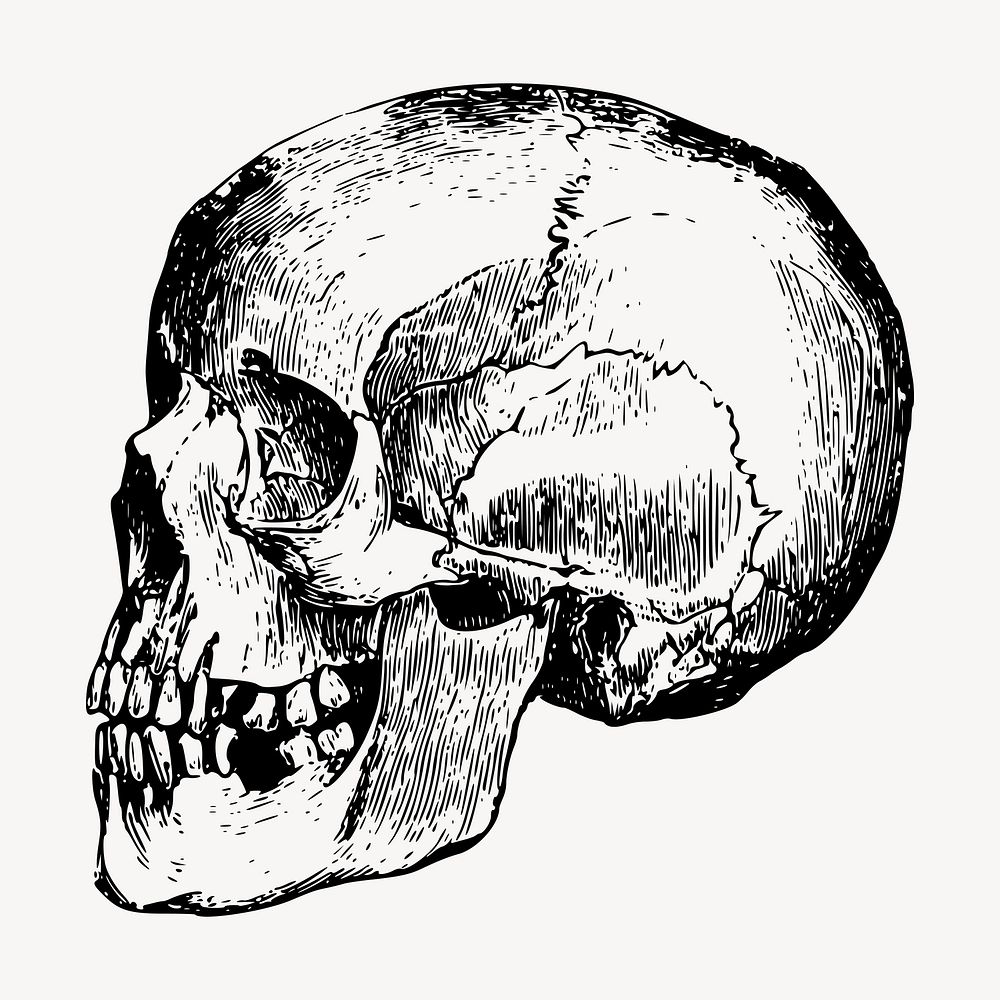 Human skull clipart, vintage illustration vector. Free public domain CC0 image.
