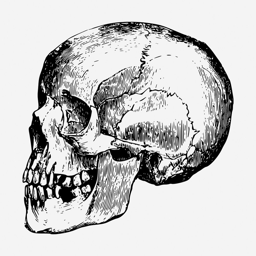 Human skull hand drawn illustration. Free public domain CC0 image.