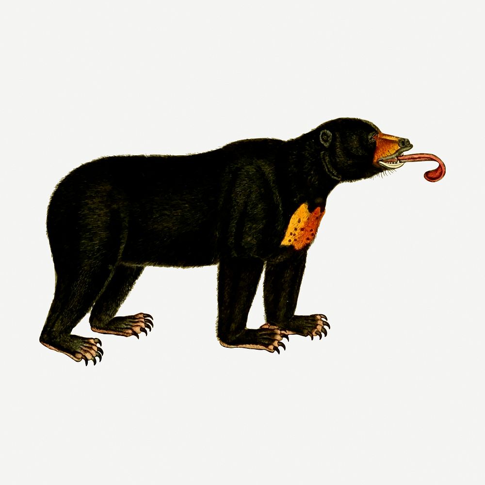 Bear wild animal collage element, vintage illustration psd. Free public domain CC0 image.