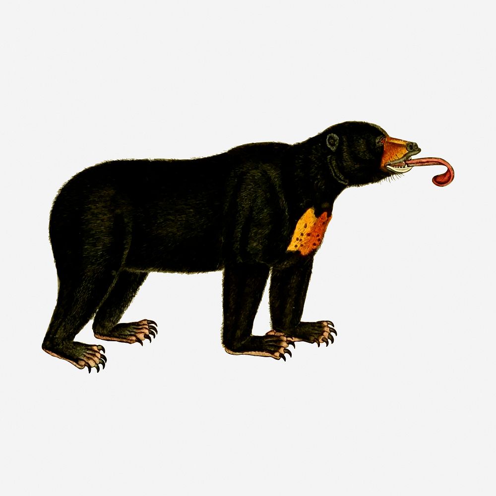 Bear wild animal hand drawn illustration. Free public domain CC0 image.