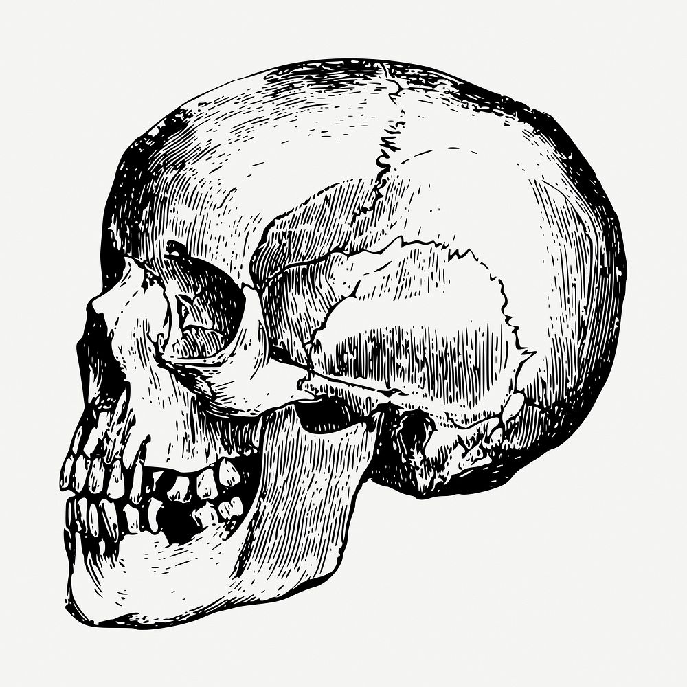 Human skull collage element, vintage illustration psd. Free public domain CC0 image.