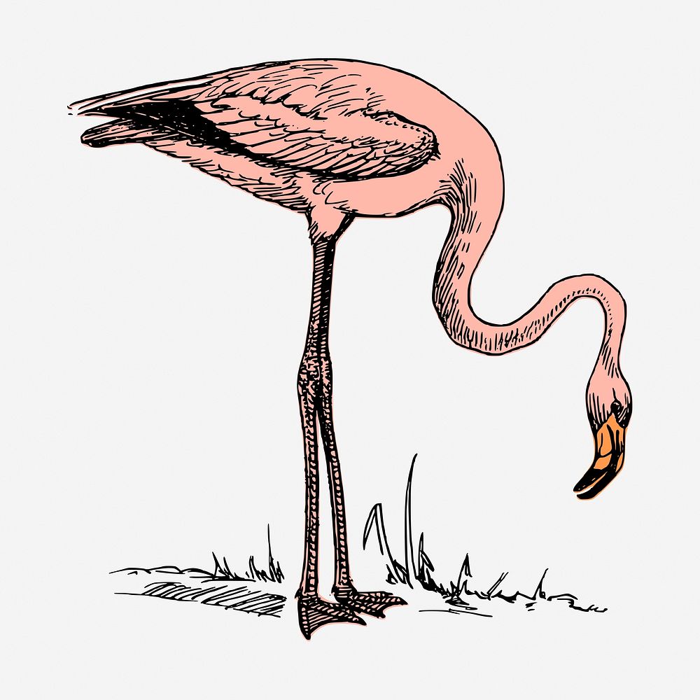 Pink flamingo hand drawn illustration. Free public domain CC0 image.