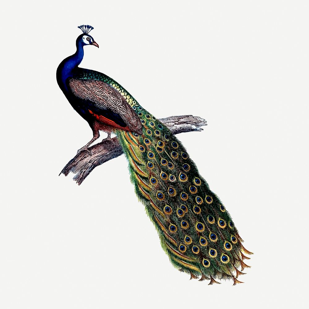 Beautiful peacock collage element, vintage illustration psd. Free public domain CC0 image.