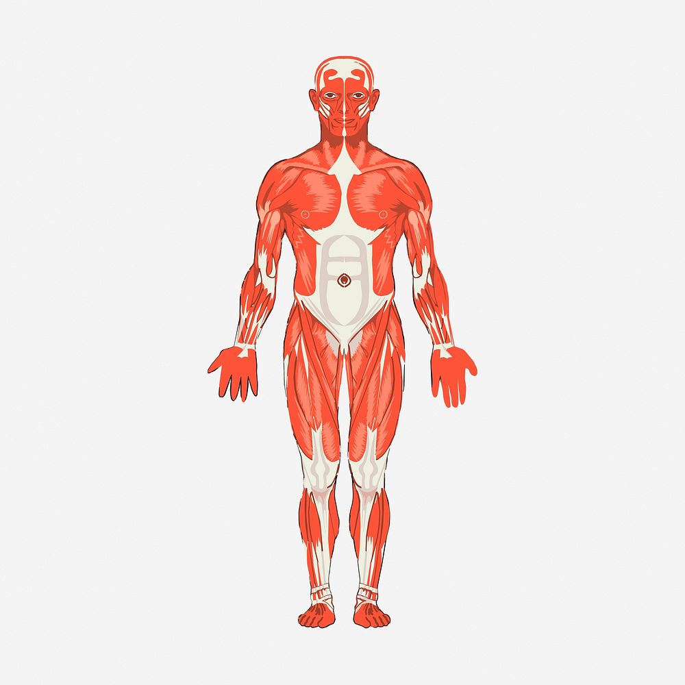 Human body anatomy hand drawn illustration. Free public domain CC0 image.