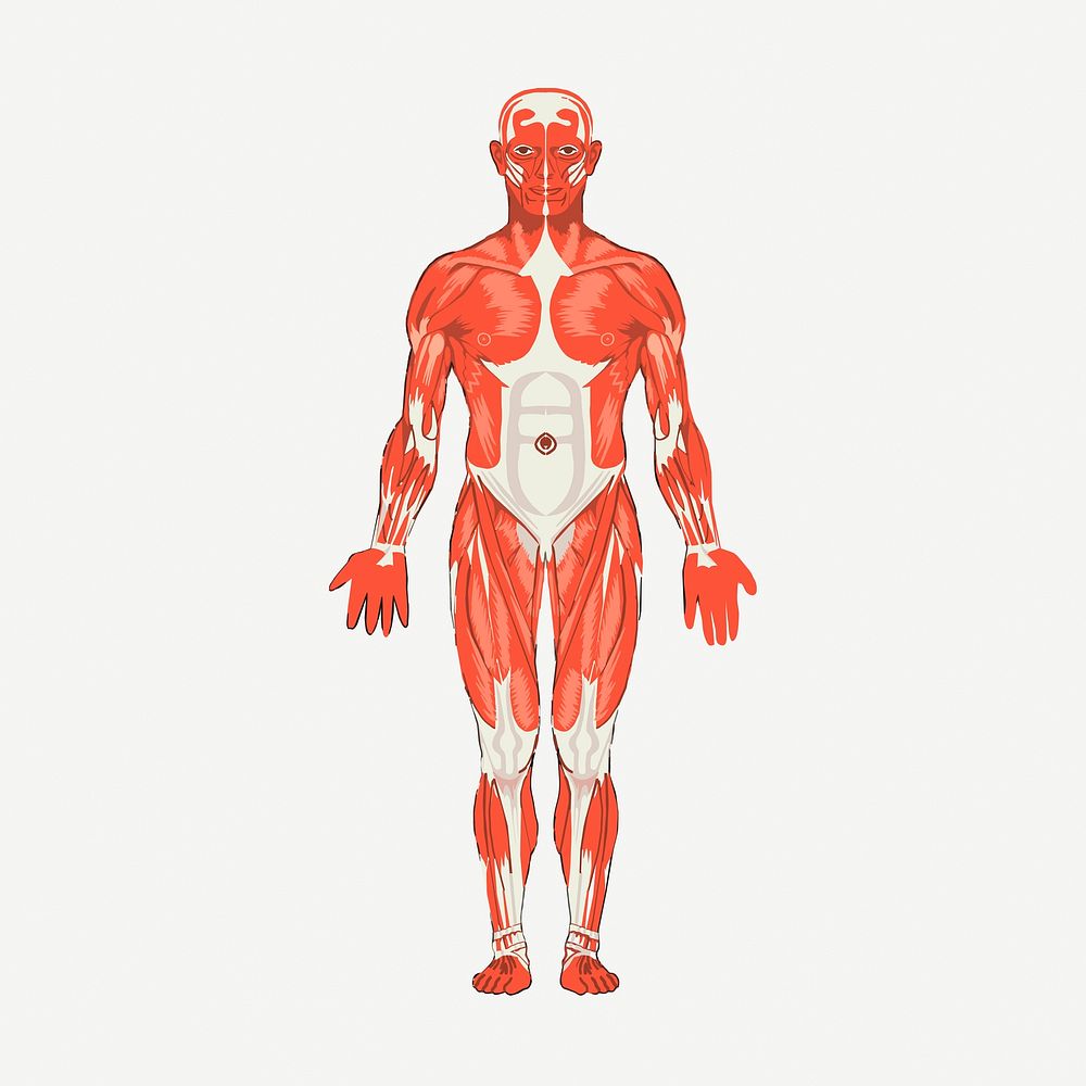 Human body anatomy collage element, vintage illustration psd. Free public domain CC0 image.