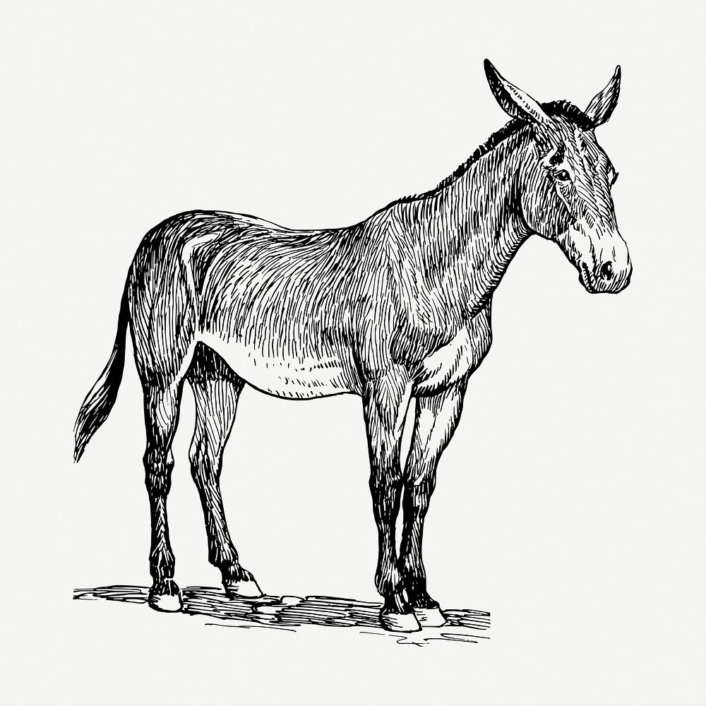 Donkey, farm animal collage element, vintage illustration psd. Free public domain CC0 image.
