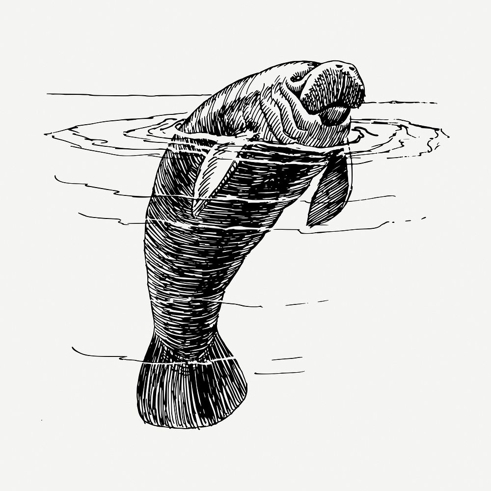 Manatee animal drawing, vintage illustration psd. Free public domain CC0 image.