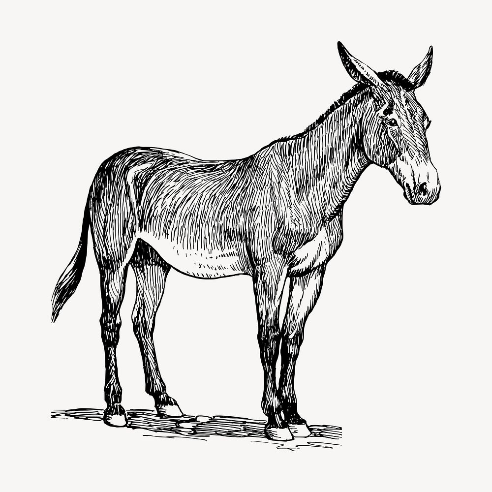 Donkey, farm animal clipart, vintage illustration vector. Free public domain CC0 image.
