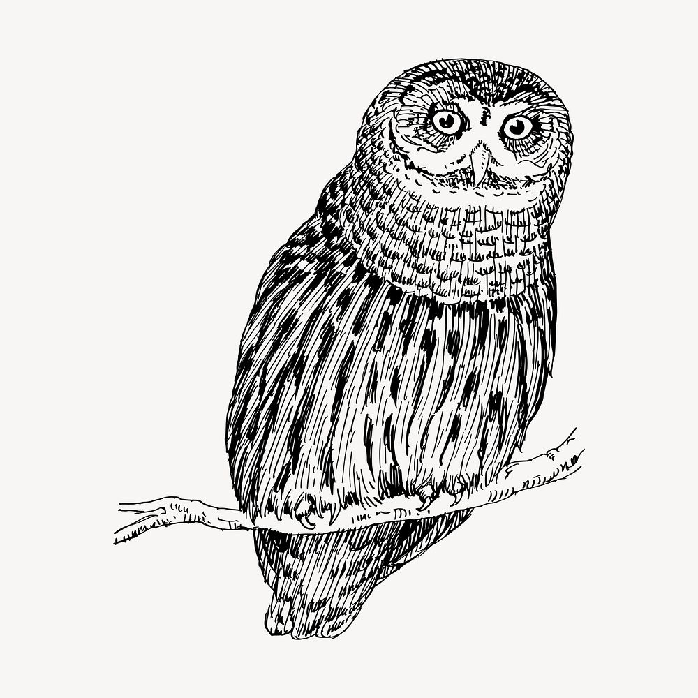 Owl bird clipart, vintage illustration vector. Free public domain CC0 image.