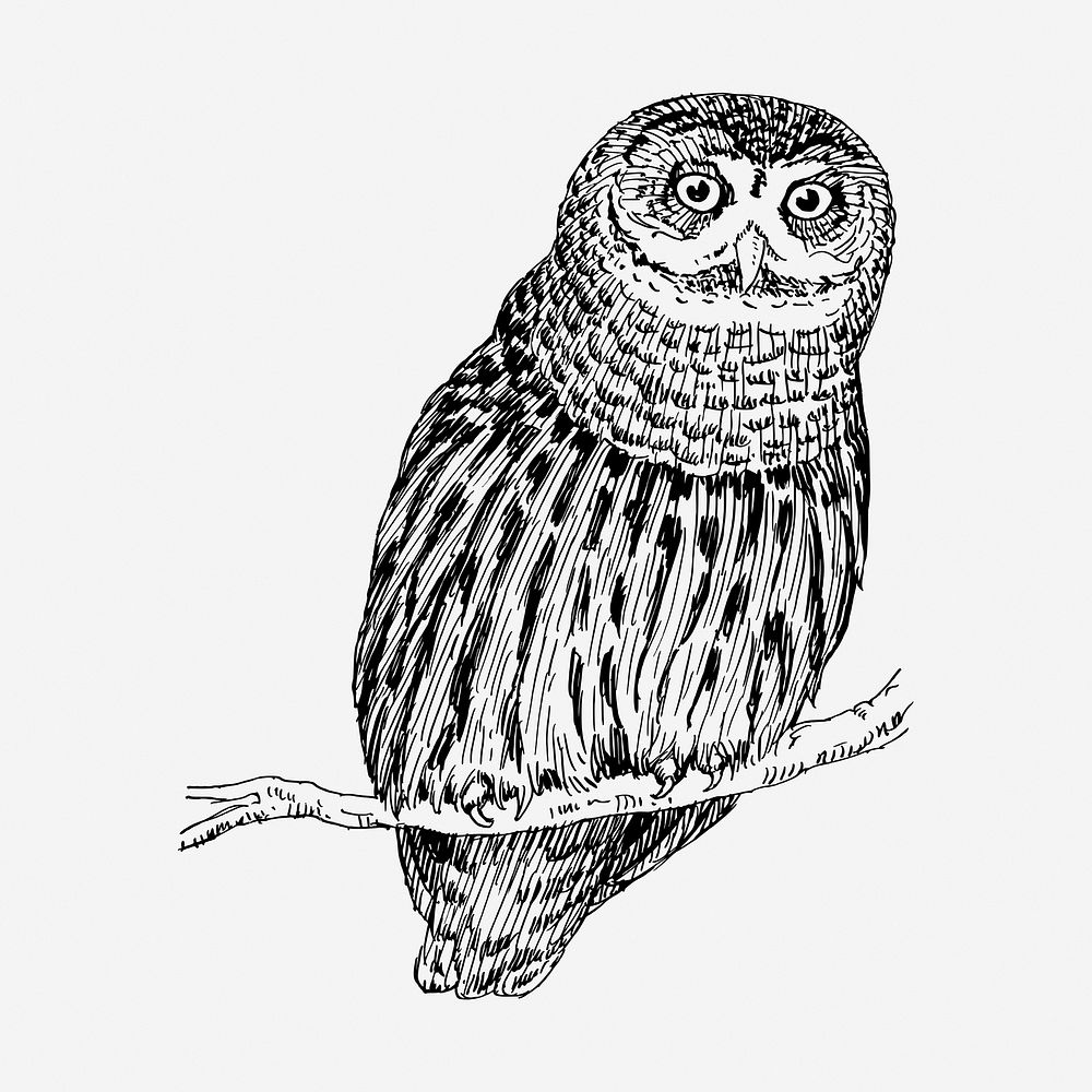 Owl bird hand drawn illustration. Free public domain CC0 image.