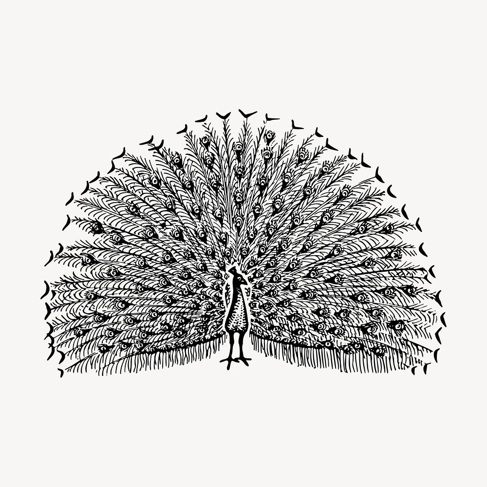 Peacock bird clipart, vintage illustration vector. Free public domain CC0 image.
