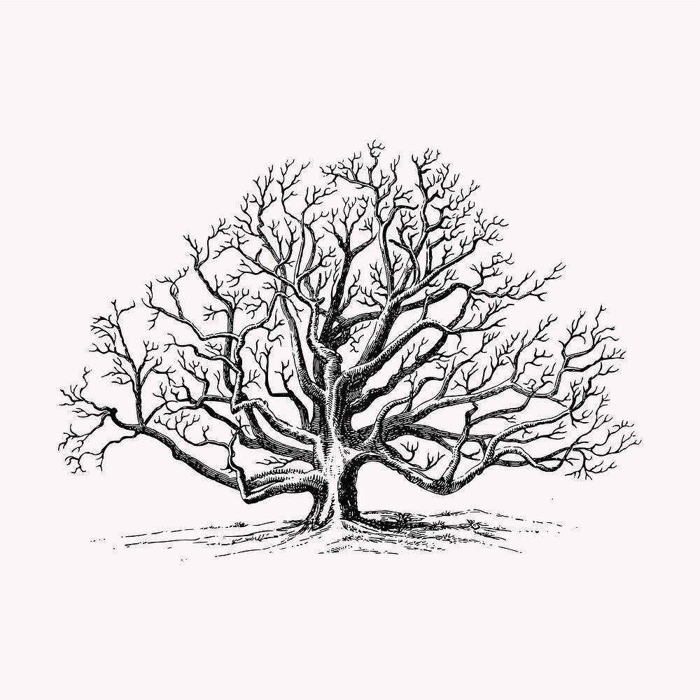 Walnut tree clipart, vintage illustration vector. Free public domain CC0 image.